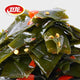 WL Fengchi Kelp 18boxes*20bags*20g/Case