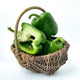 Green Pepper 20LBS/Case