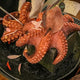 Madako (Octopus)/Case ($14.5/LB)