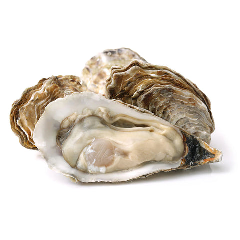 Live Oysters 18 ct / Case