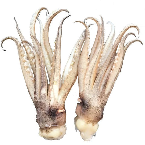 lllex Squid Tentacle 1.6LB*10 Bag  / Case