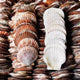 7-8cm Scallop Shell 800pcs / Case