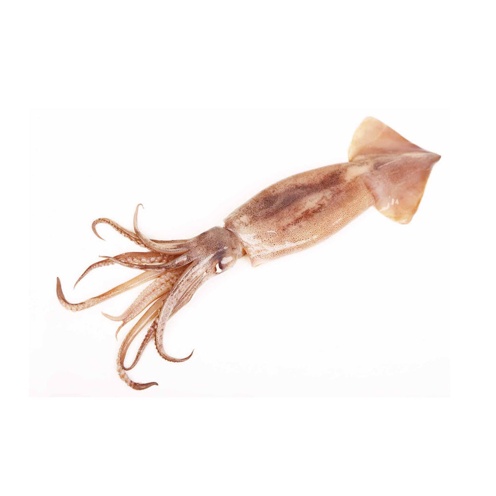 Uncleaned Whole Squid (SM) (3*12) 36LBS/Case – Topfoo