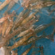 Live Shrimp 10 LBS / Case