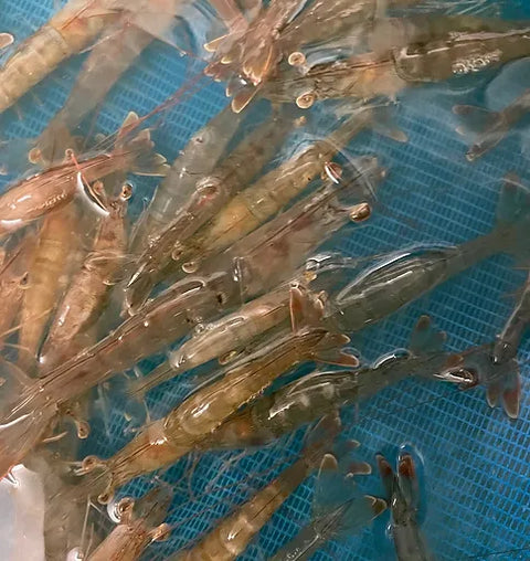 Live Shrimp 10 LBS / Case