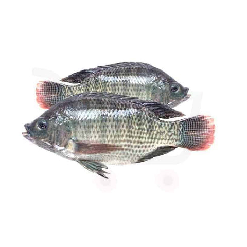 Live Tilapia Fish / Case