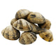 Frozen Boiled Clams 20*16oz/Case